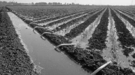 siphon irrigation at dwangwa